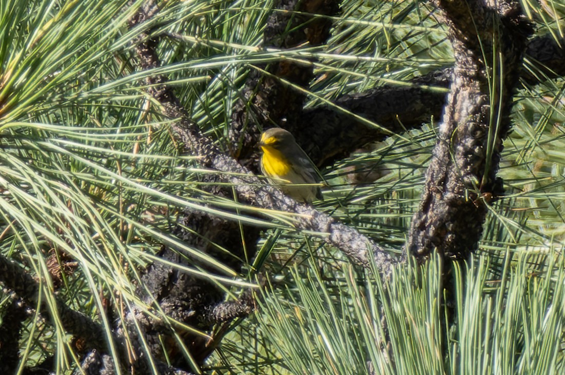 Grace's Warbler - ML642788231