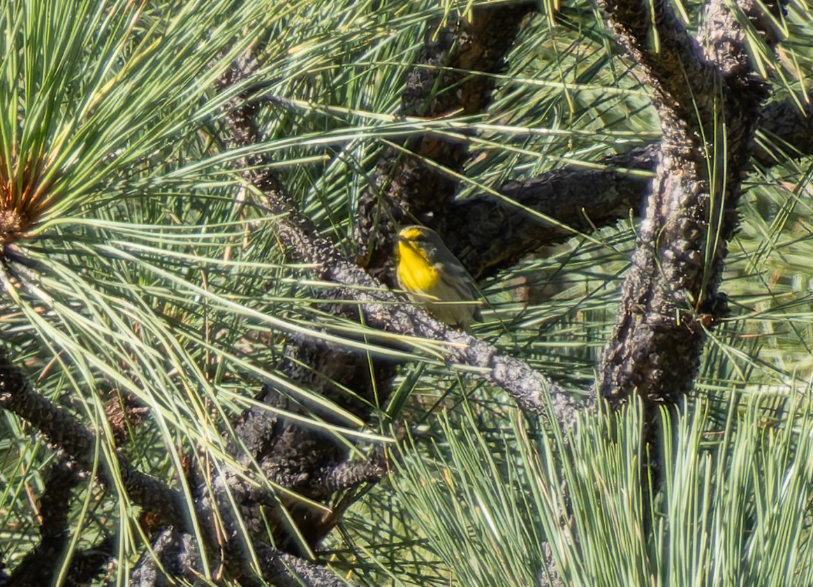 Grace's Warbler - ML642788232