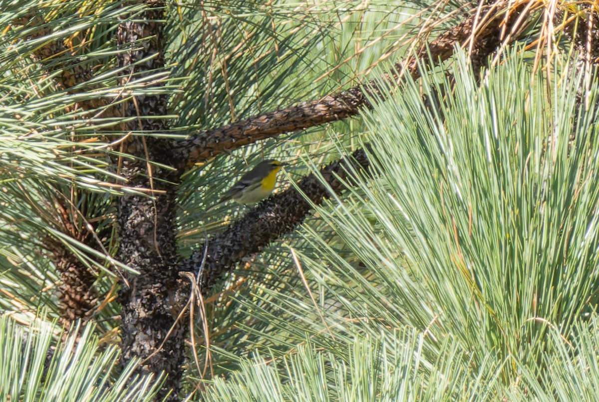 Grace's Warbler - ML642788233