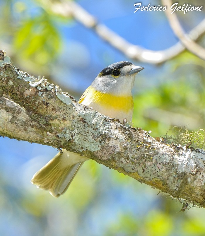 Green-backed Becard - ML642788239