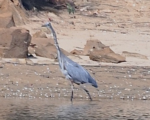 Great Blue Heron - ML642788251