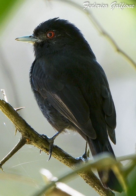 Blue-billed Black-Tyrant - ML642788252