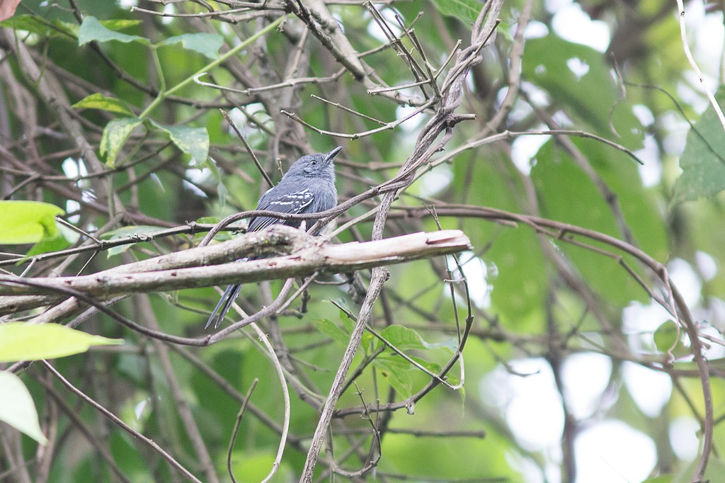 Rio de Janeiro Antbird - ML642788257