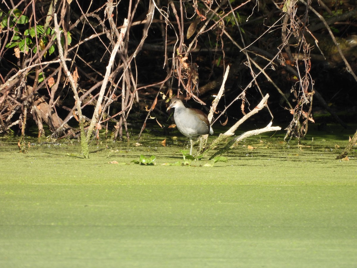 Common Gallinule - ML642788274