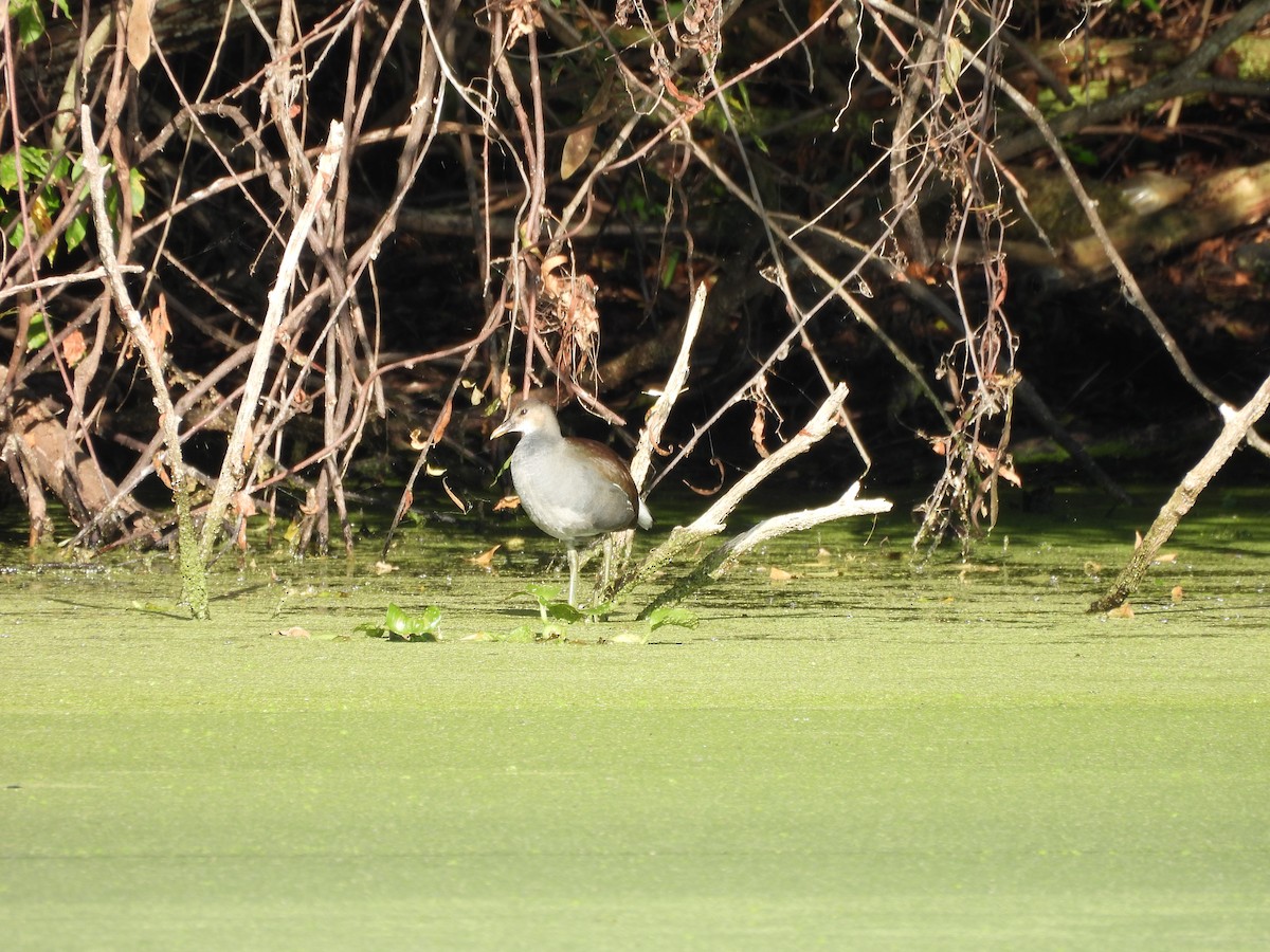 Common Gallinule - ML642788275