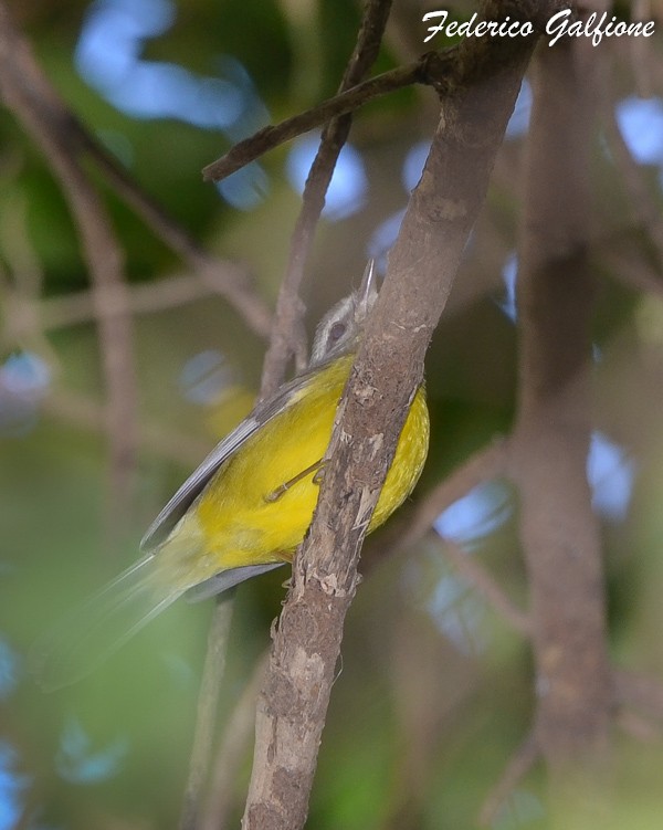Golden-crowned Warbler - ML642788279