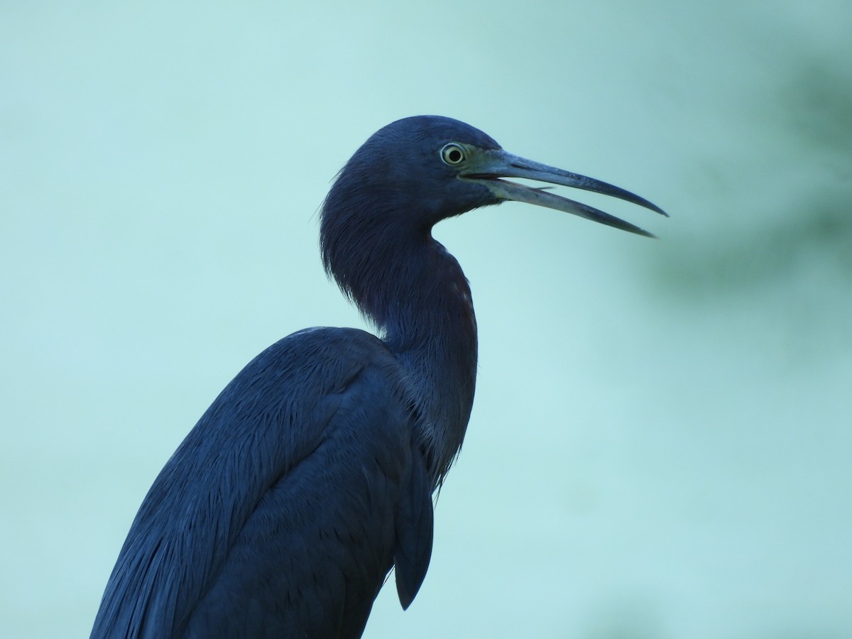 Little Blue Heron - ML642788284