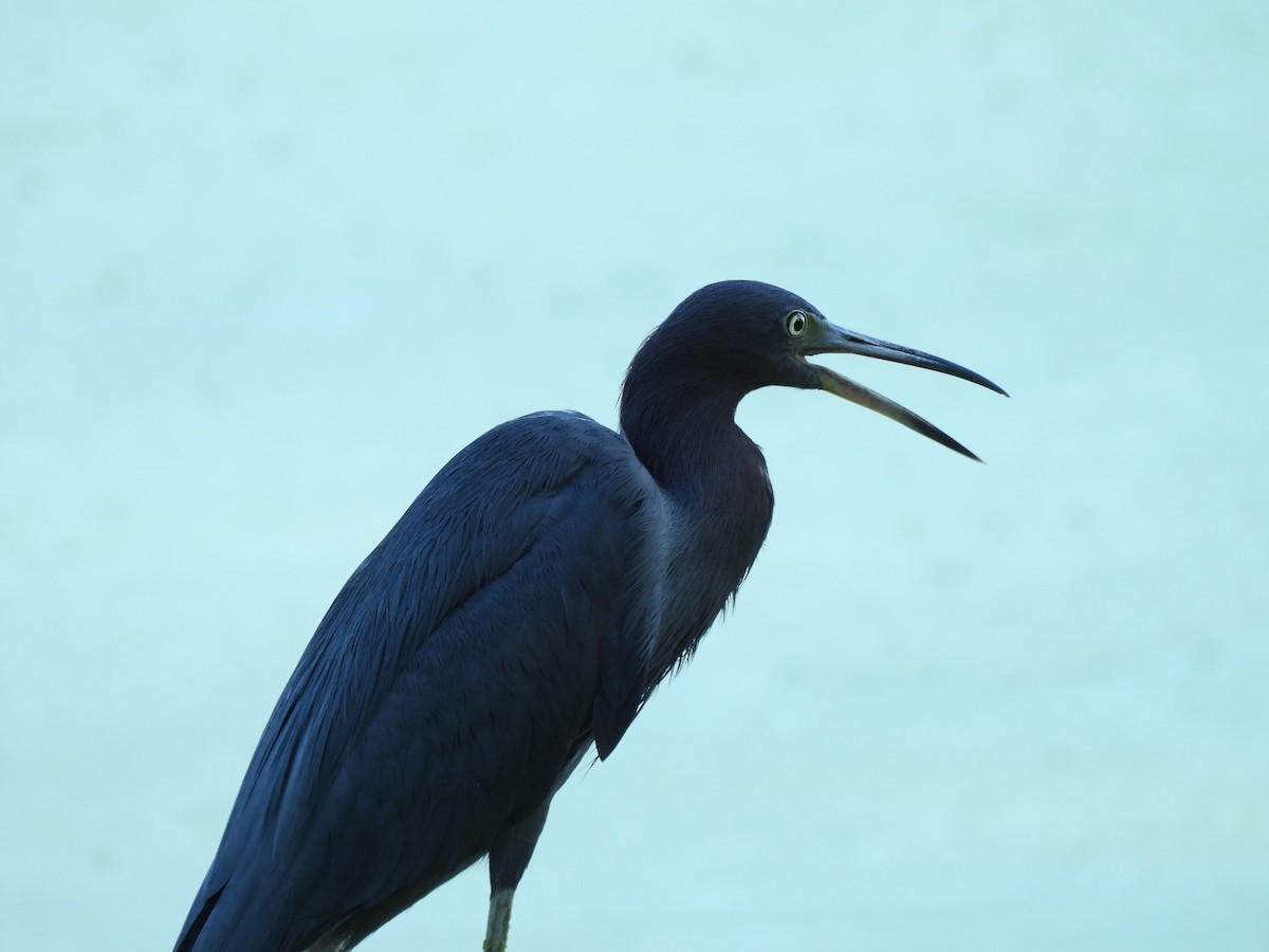 Little Blue Heron - ML642788291