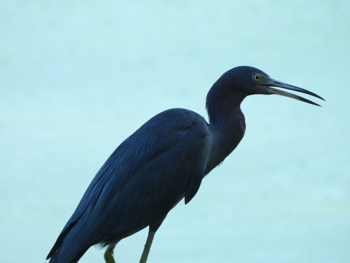 Little Blue Heron - ML642788293