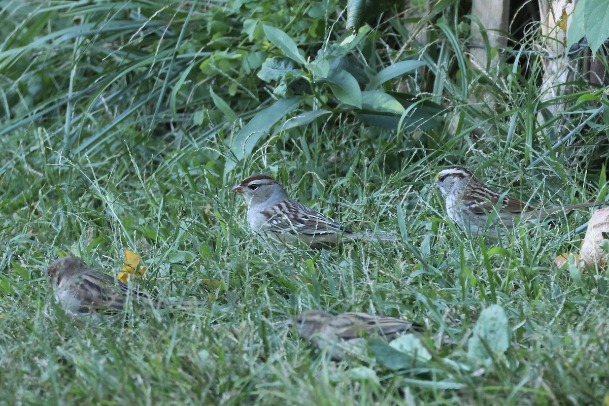Bruant à couronne blanche - ML642788307