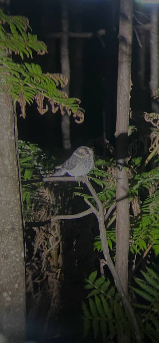 Australian Owlet-nightjar - ML642788309
