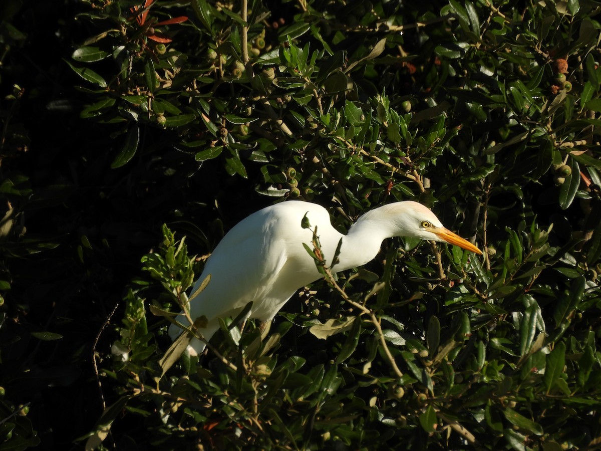 Western Cattle-Egret - ML642788312