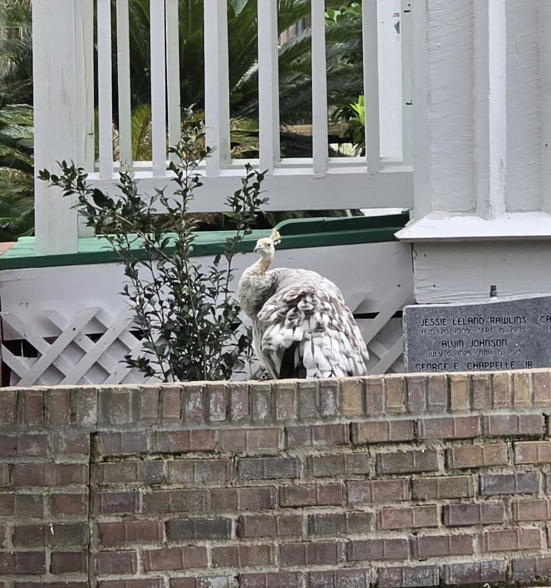 Indian Peafowl - Thomas Sesniak