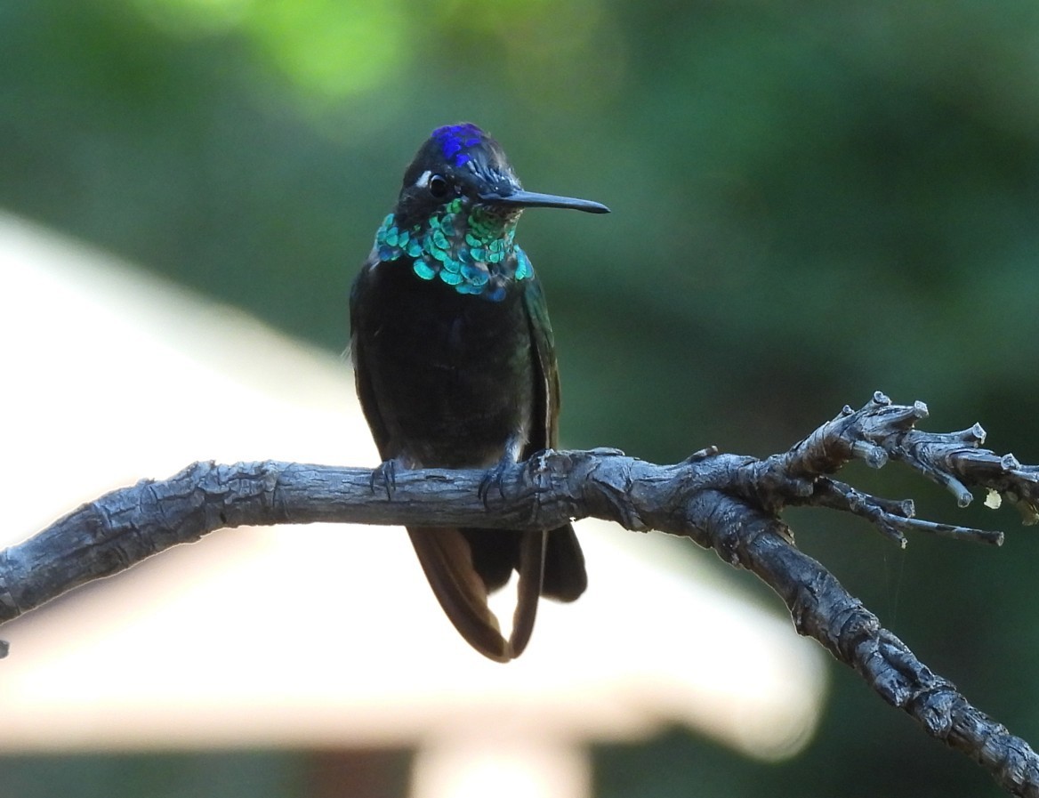 Colibri de Rivoli - ML642788339