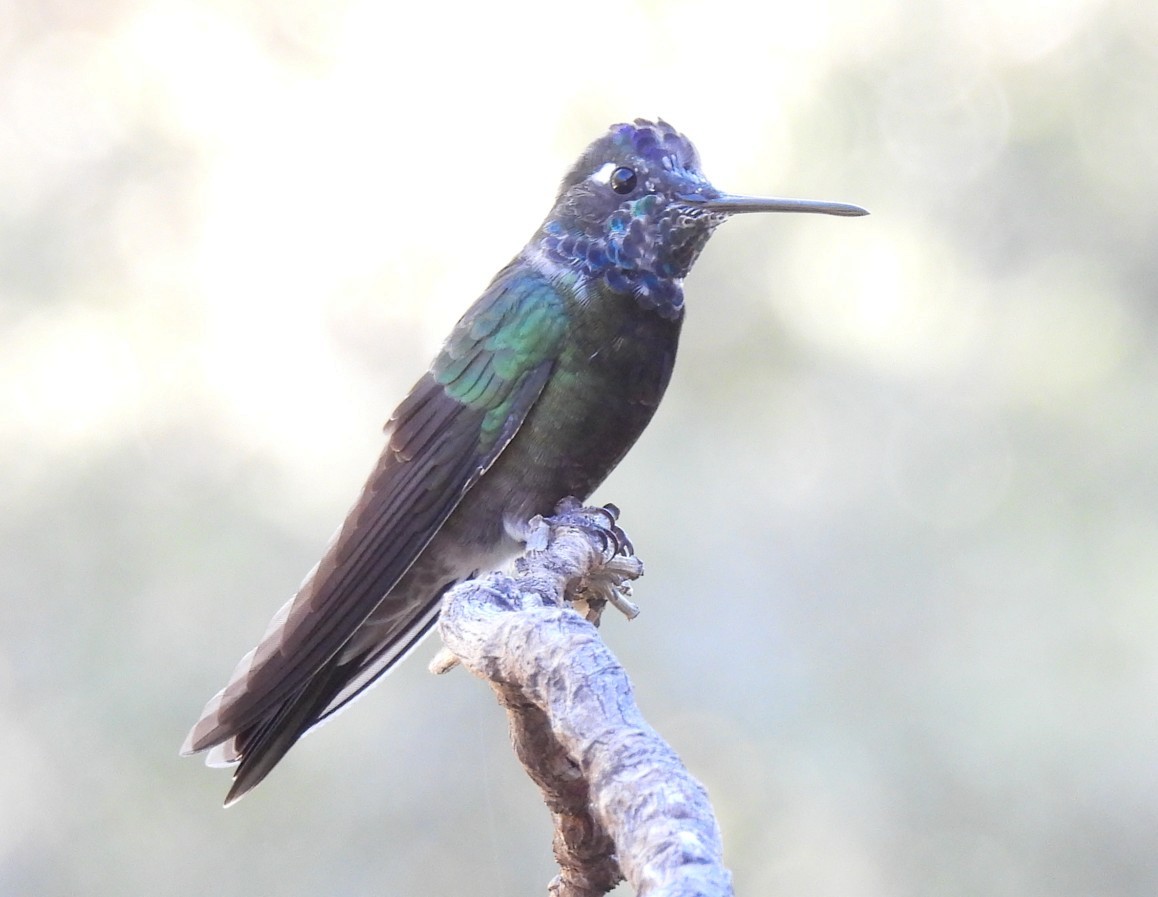 Colibri de Rivoli - ML642788340
