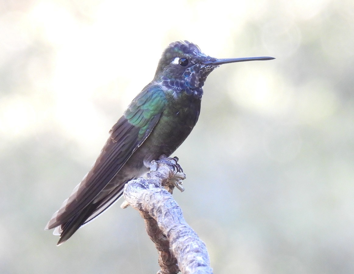Colibri de Rivoli - ML642788341