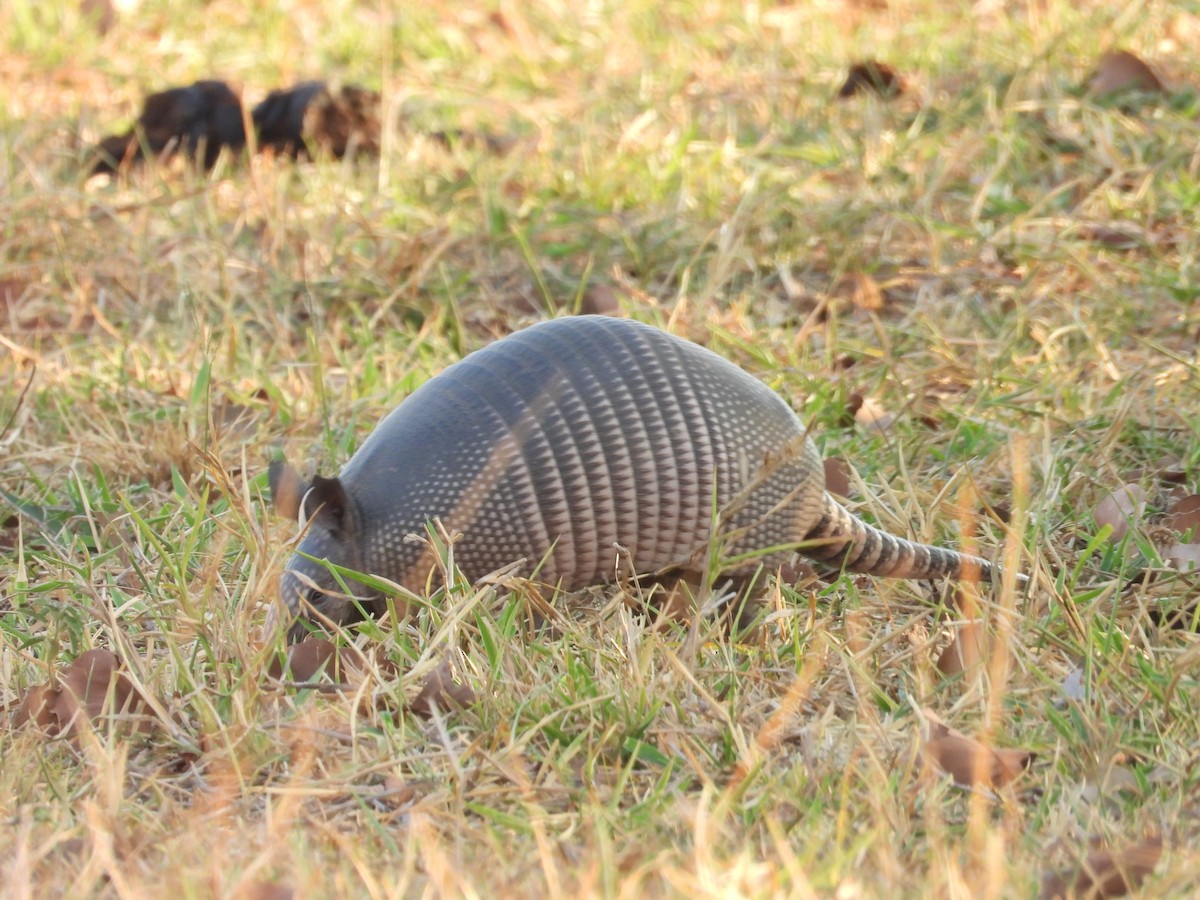 Nine-banded Armadillo - ML642788342