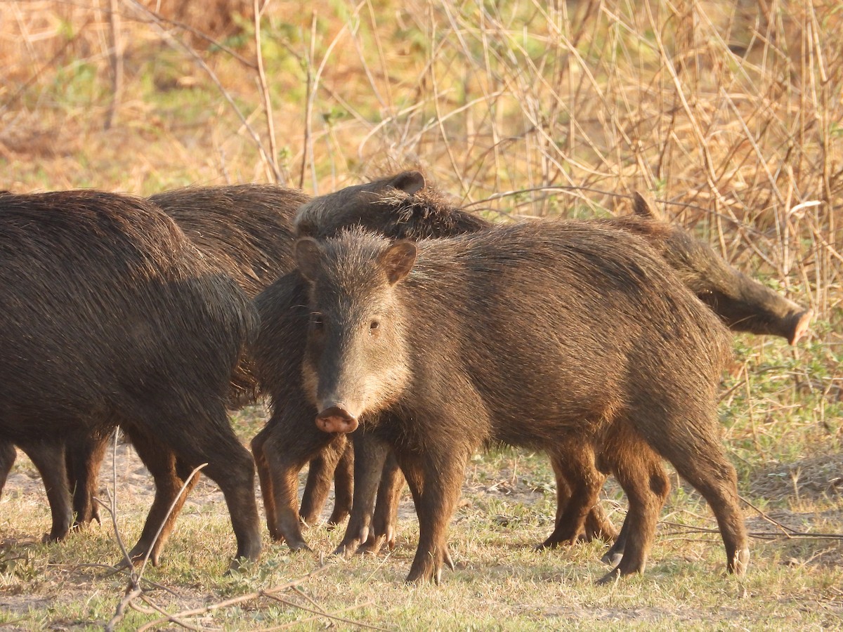 White-lipped Peccary - ML642788343