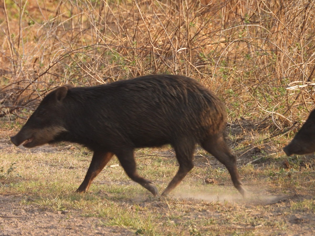 White-lipped Peccary - ML642788344