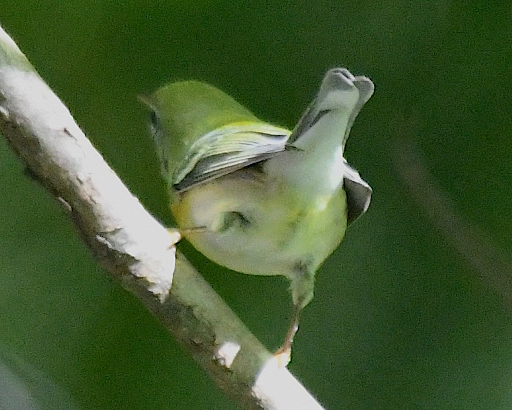 Northern Parula - ML642788347