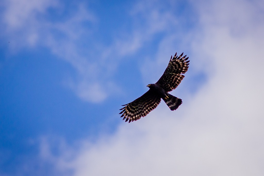 Black Hawk-Eagle - ML642788360