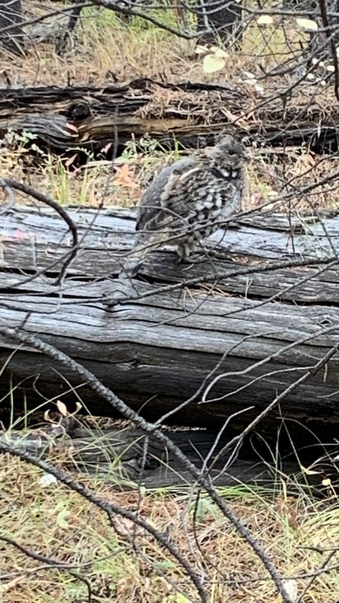 jeřábek kanadský - ML642788361