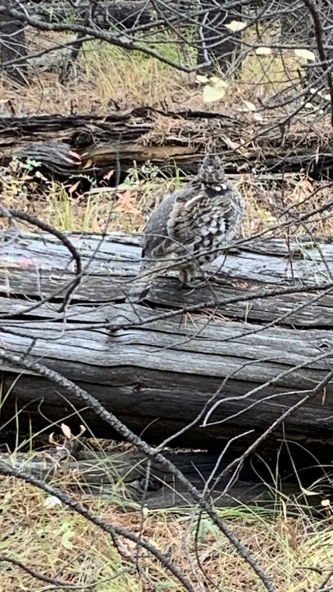 jeřábek kanadský - ML642788362