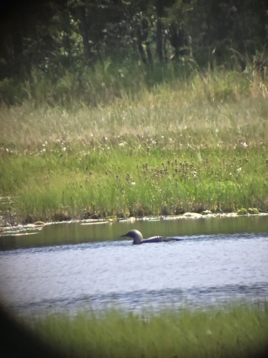 Pacific Loon - ML642788368