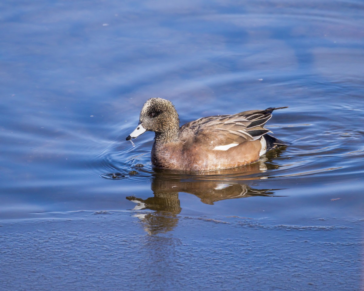 American Wigeon - ML642788369