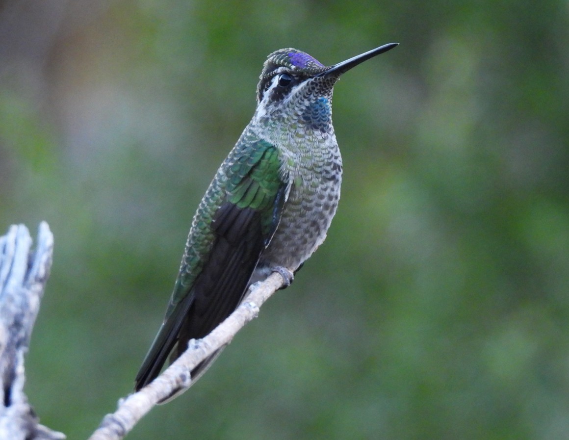 Colibri de Rivoli - ML642788372