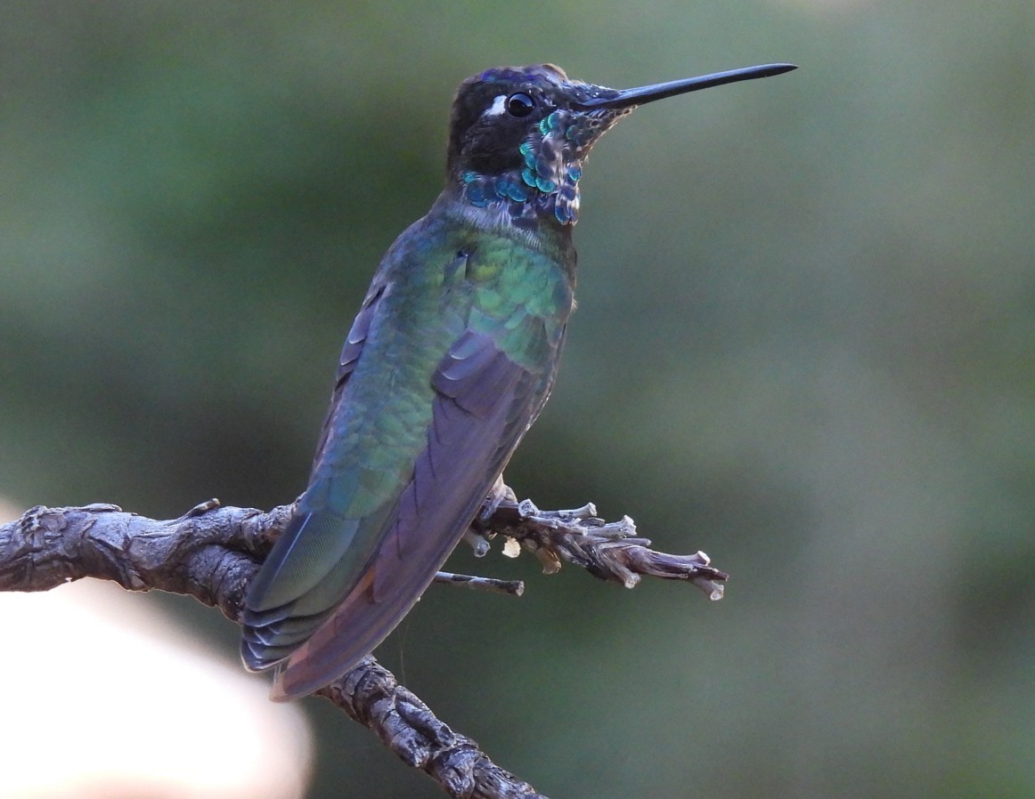 Colibri de Rivoli - ML642788373
