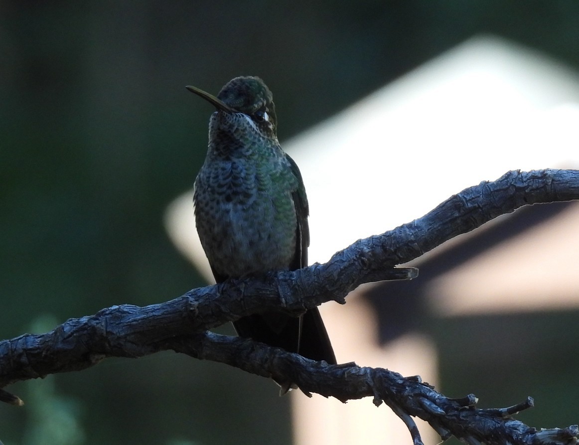 Colibri de Rivoli - ML642788374