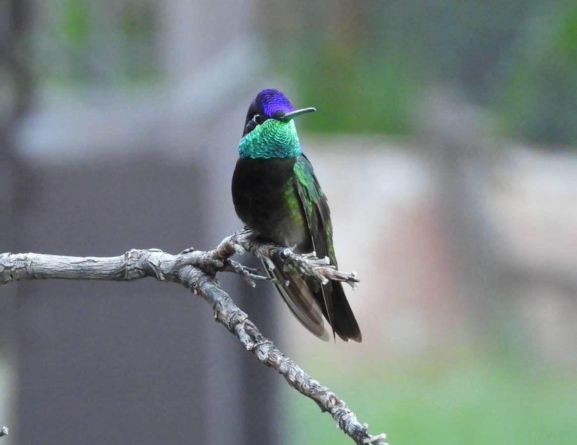Colibri de Rivoli - ML642788375