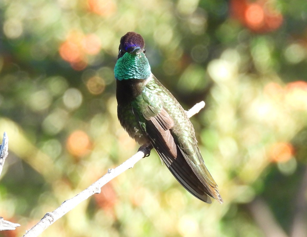 Colibri de Rivoli - ML642788376