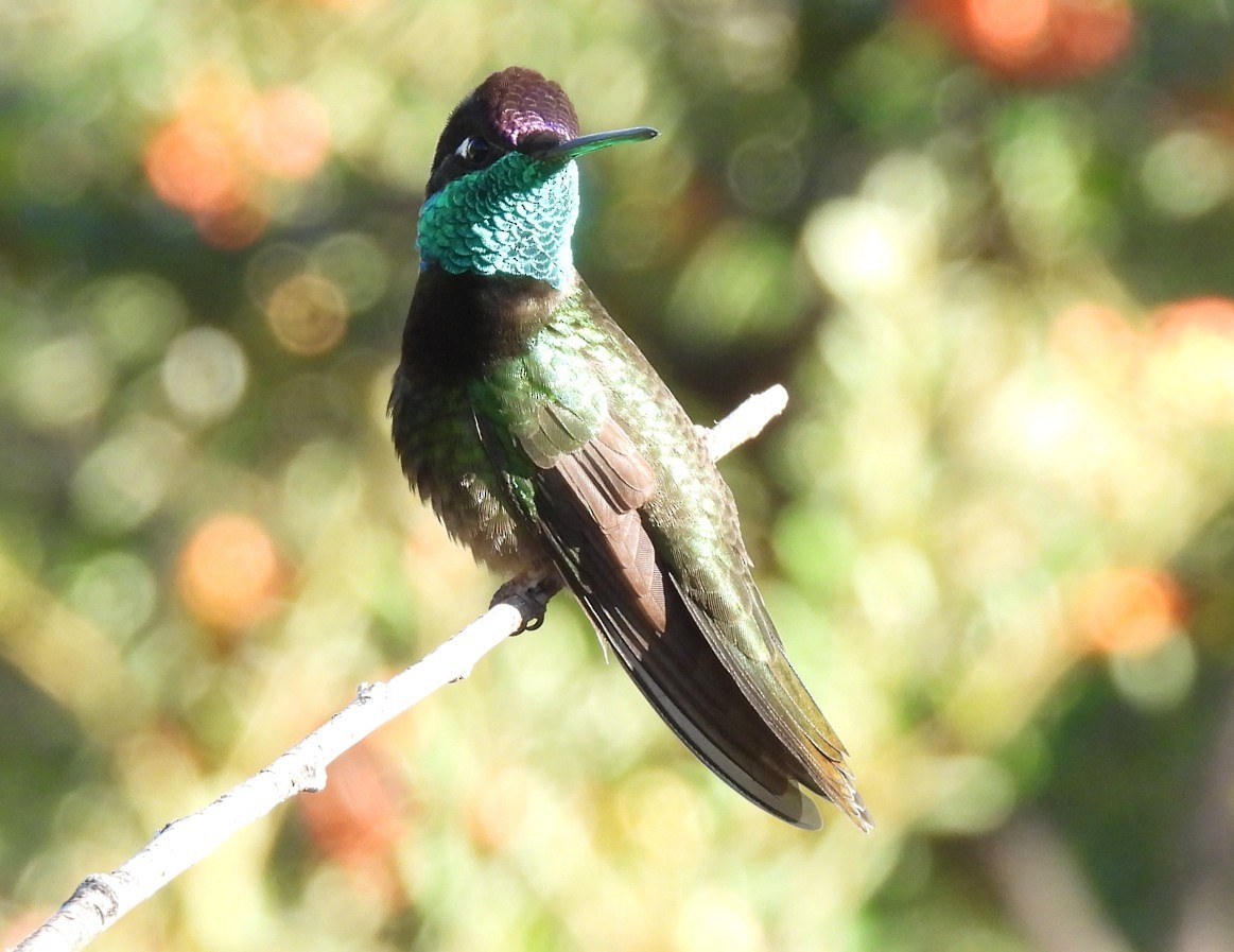Colibri de Rivoli - ML642788377
