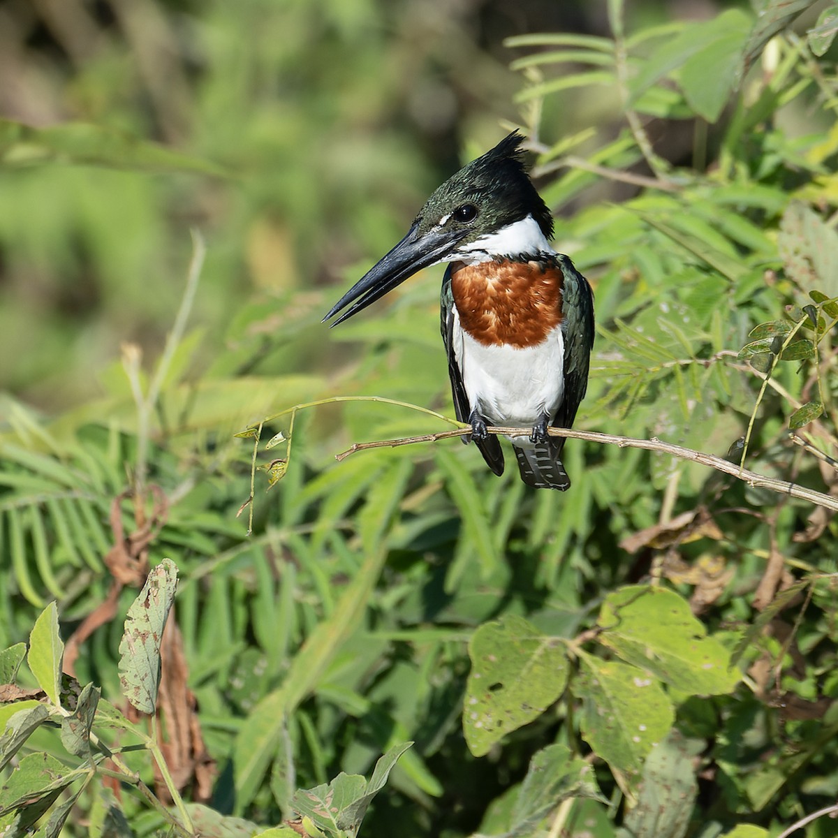 Martin-pêcheur d'Amazonie - ML642788382