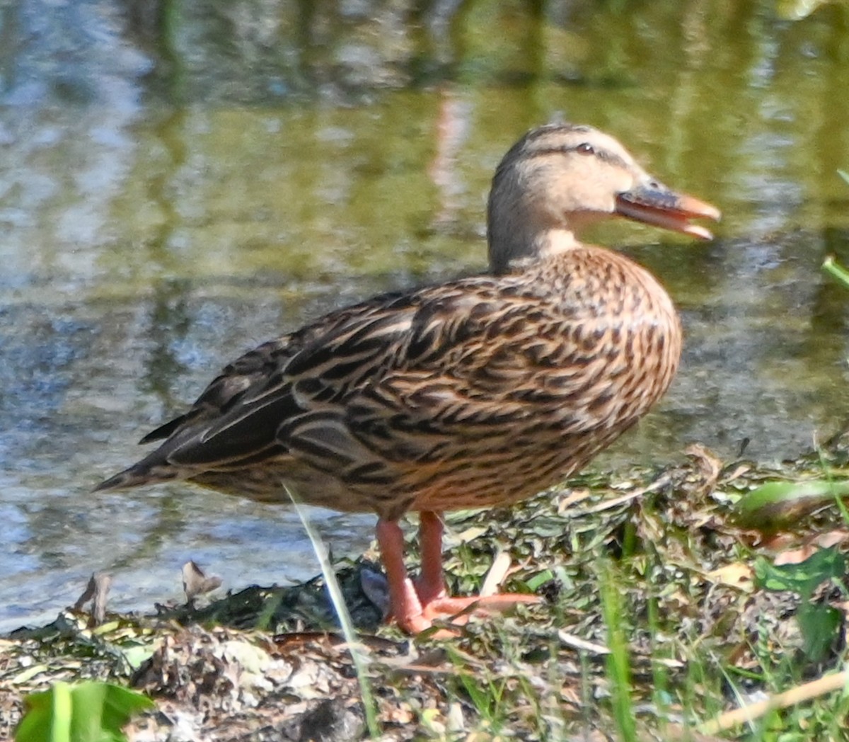 Mottled Duck - ML642788384