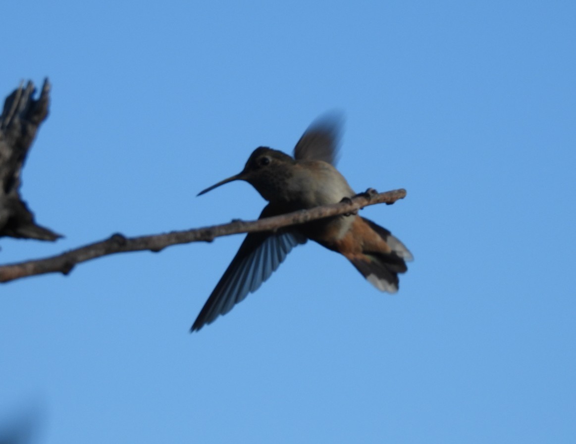 Rufous Hummingbird - ML642788387