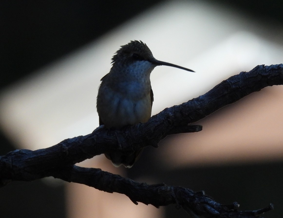 Rufous Hummingbird - ML642788388