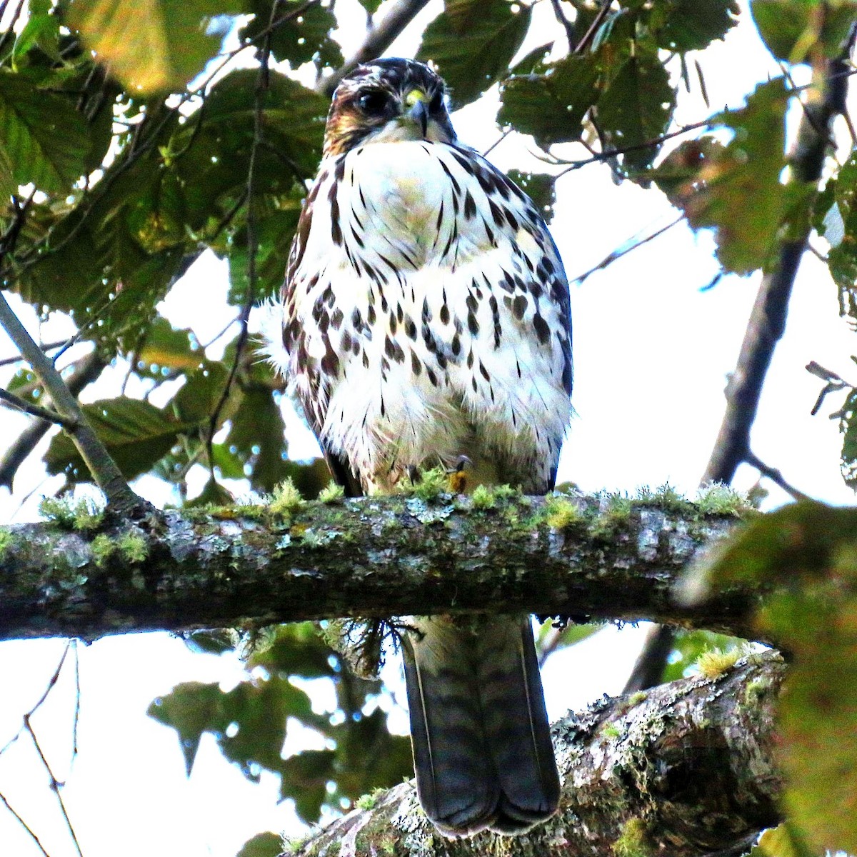 White-throated Hawk - ML642788392
