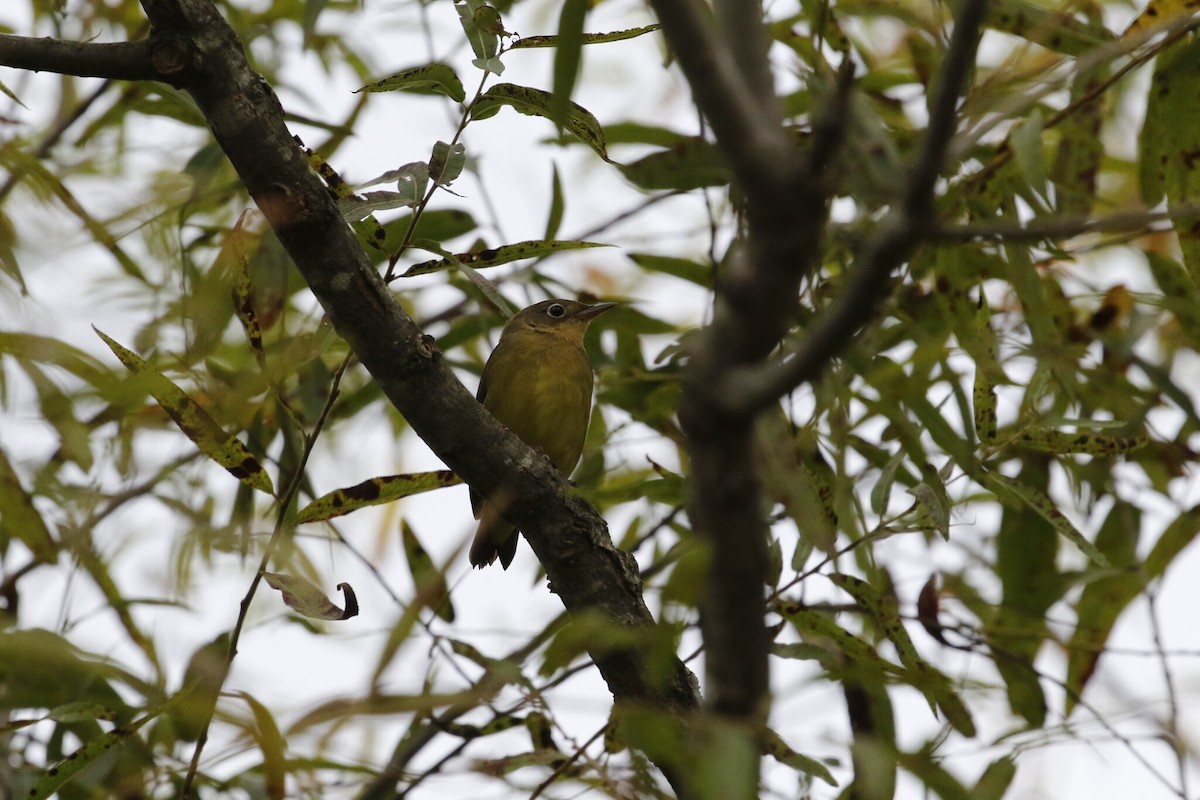 Connecticut Warbler - ML642788396