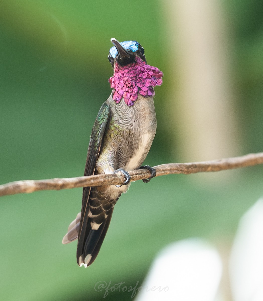 Long-billed Starthroat - ML642788397
