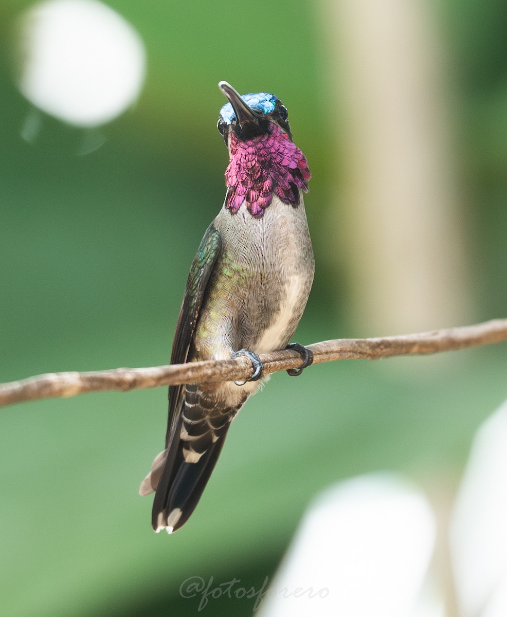 Long-billed Starthroat - ML642788398