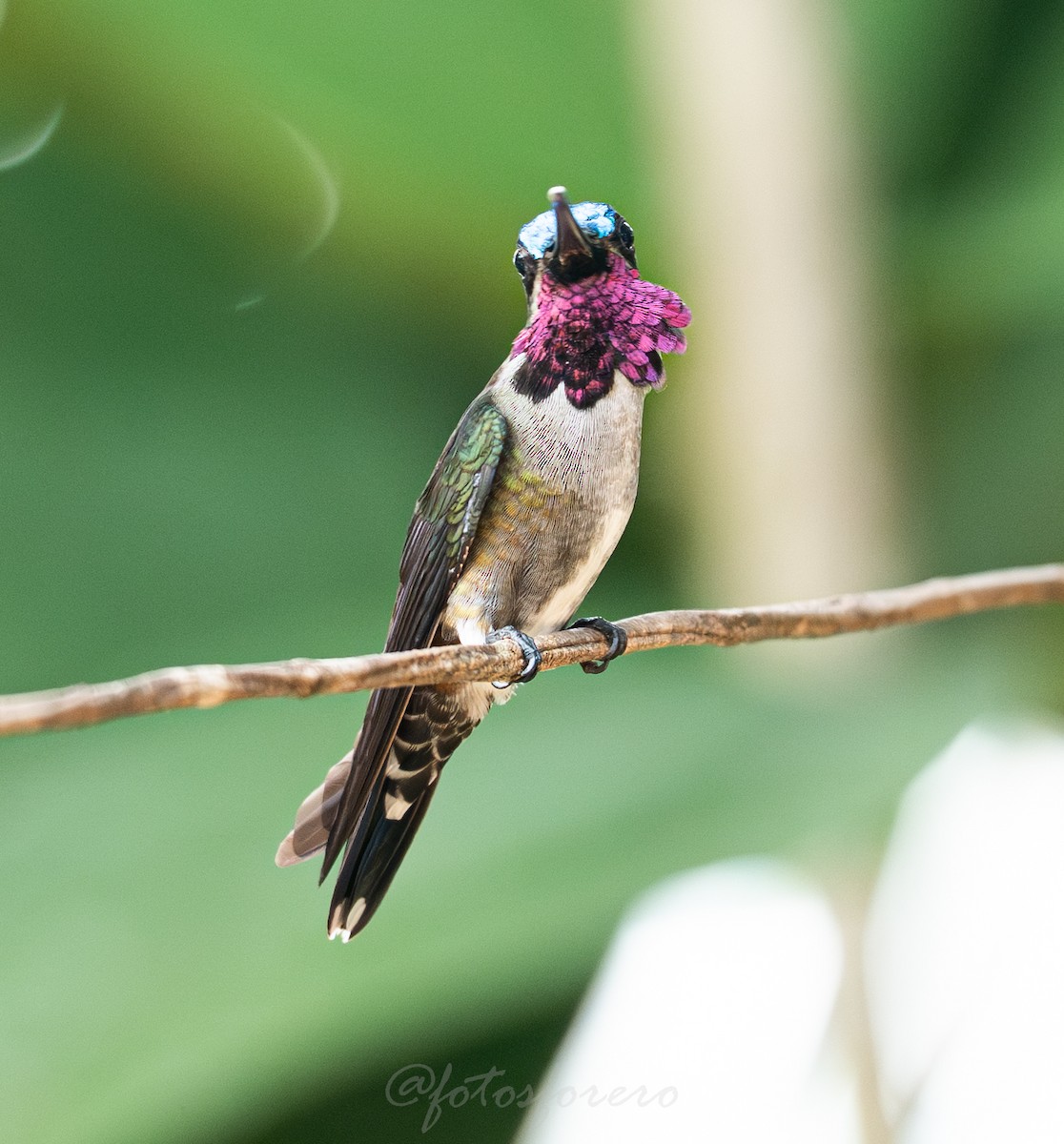 Long-billed Starthroat - ML642788400
