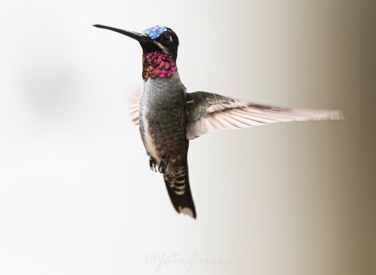 Long-billed Starthroat - ML642788402