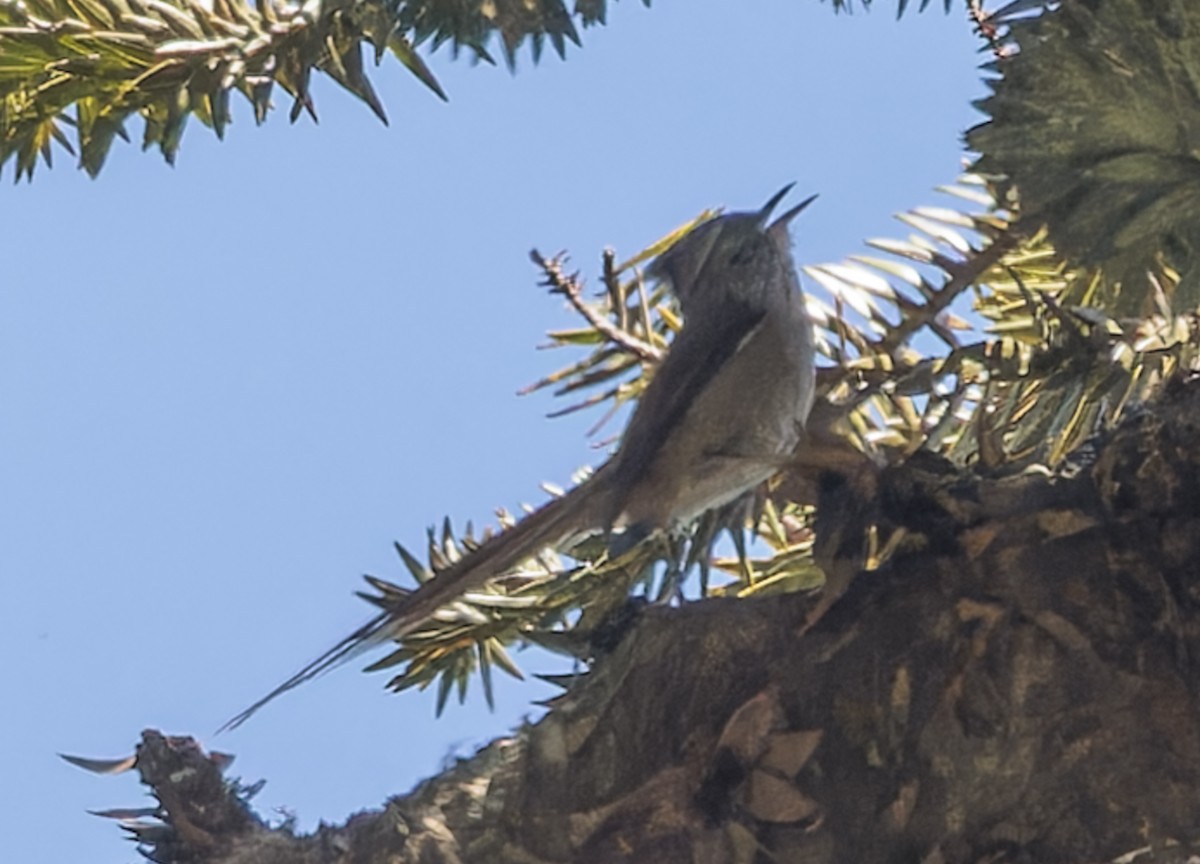Araucaria Tit-Spinetail - ML642788404