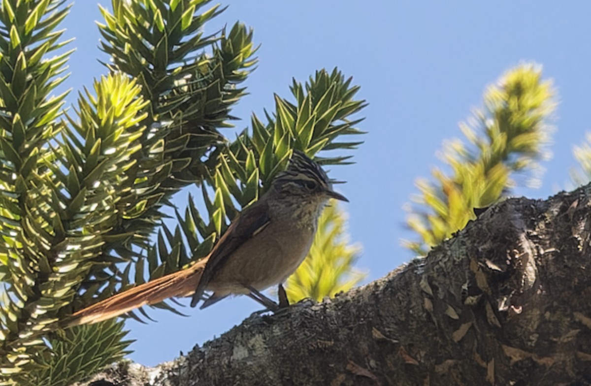 Araucaria Tit-Spinetail - ML642788405