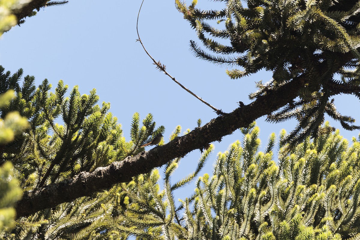 Araucaria Tit-Spinetail - ML642788407