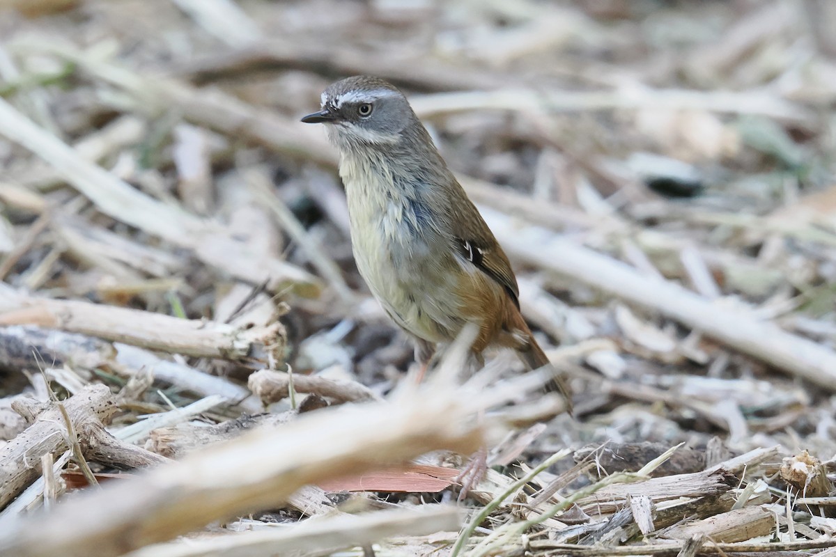White-browed Scrubwren - ML642788410
