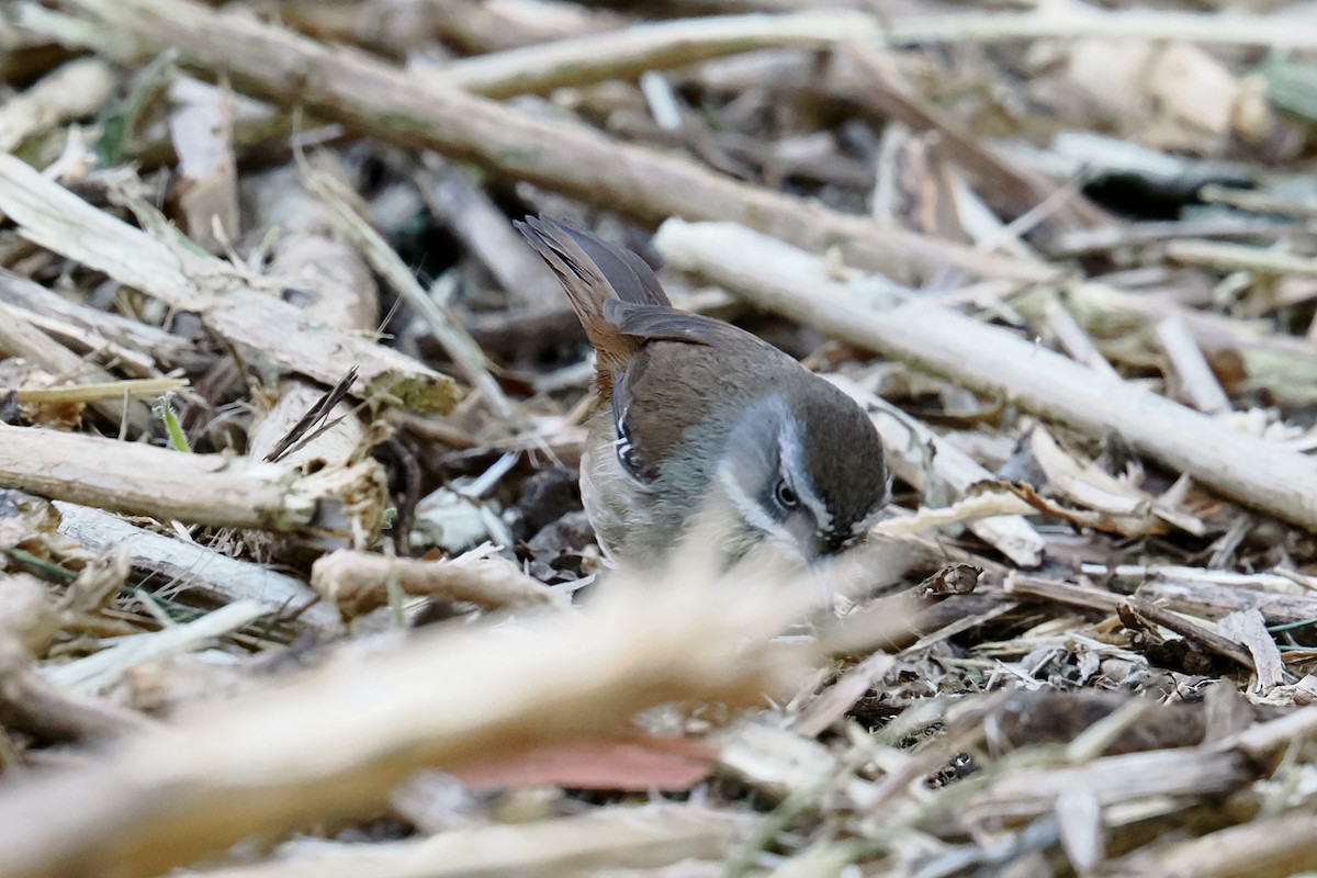White-browed Scrubwren - ML642788411